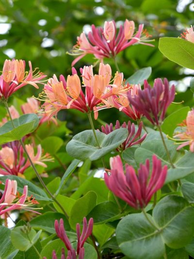 Chèvrefeuille 'Heckrottii'