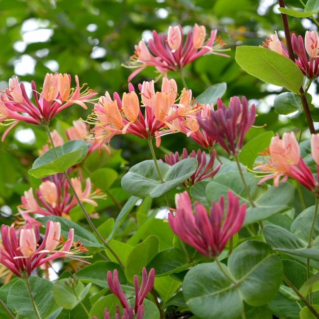 Chèvrefeuille 'Heckrottii'