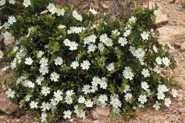 Ciste - Cistus (Variétés) – Image 4