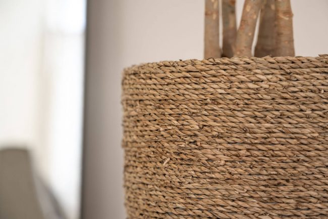 Cody – Straw Grass – Image 2