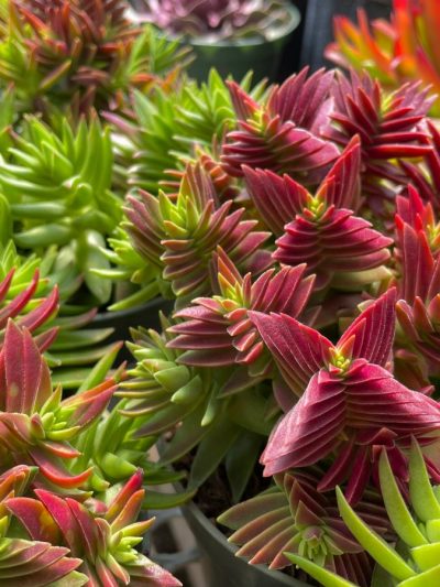 Crassula Corymbulosa