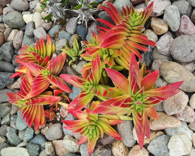 Crassula Corymbulosa – Image 3