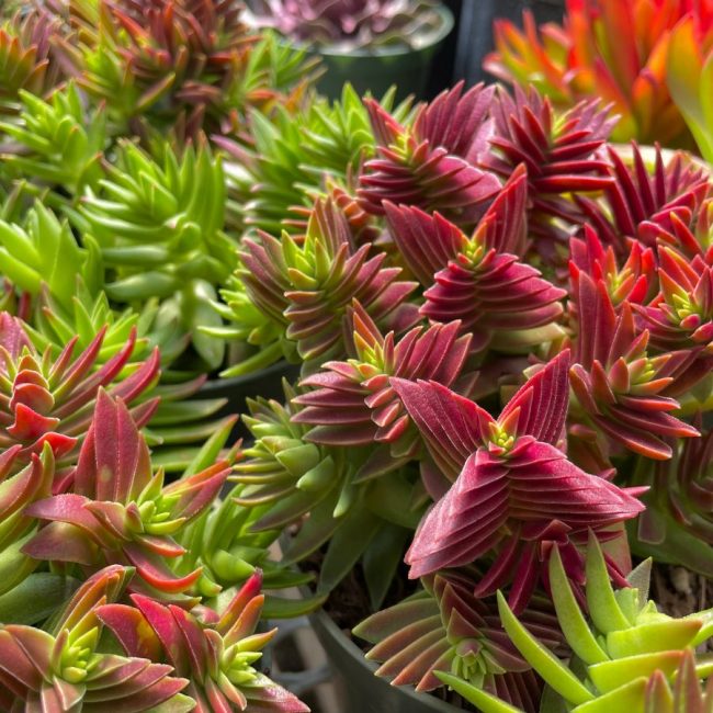 Crassula Corymbulosa