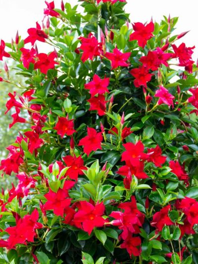 Dipladenia Arbustif