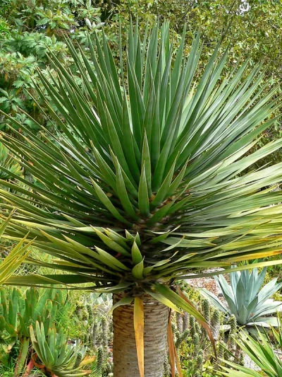 Dracaena Draco