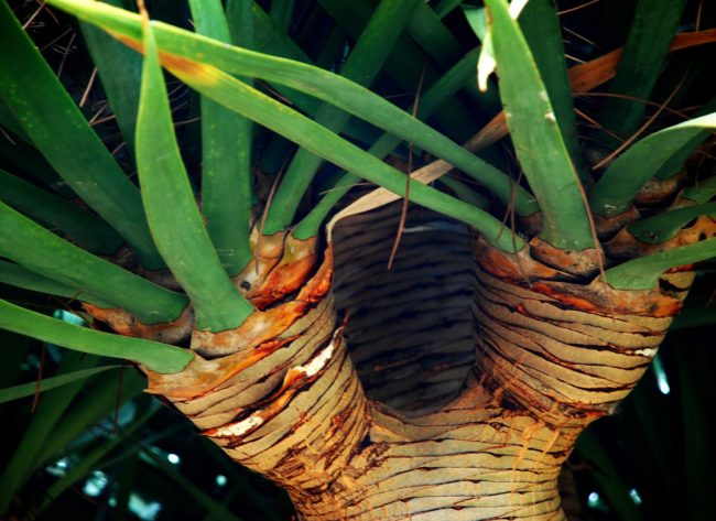 Dracaena Draco – Image 2