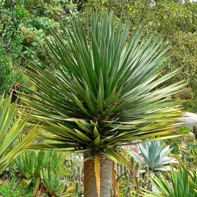 Dracaena Draco