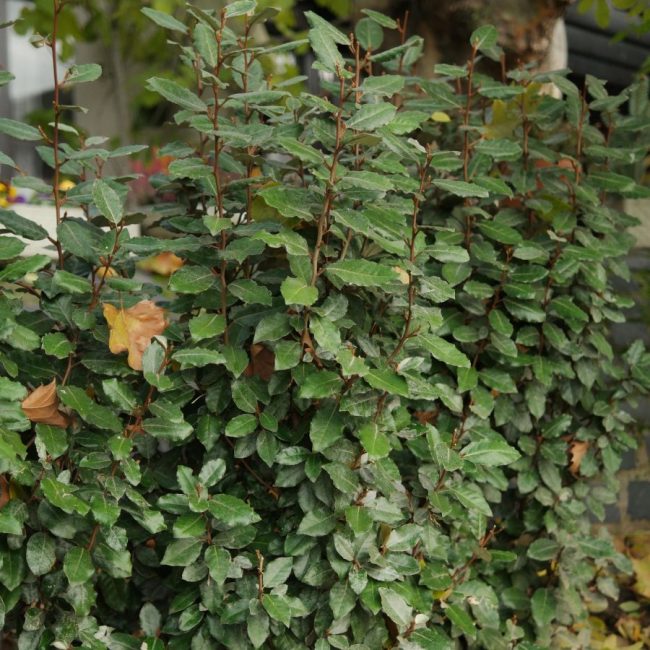 Chalef de Ebbing – Elaeagnus Ebbingei