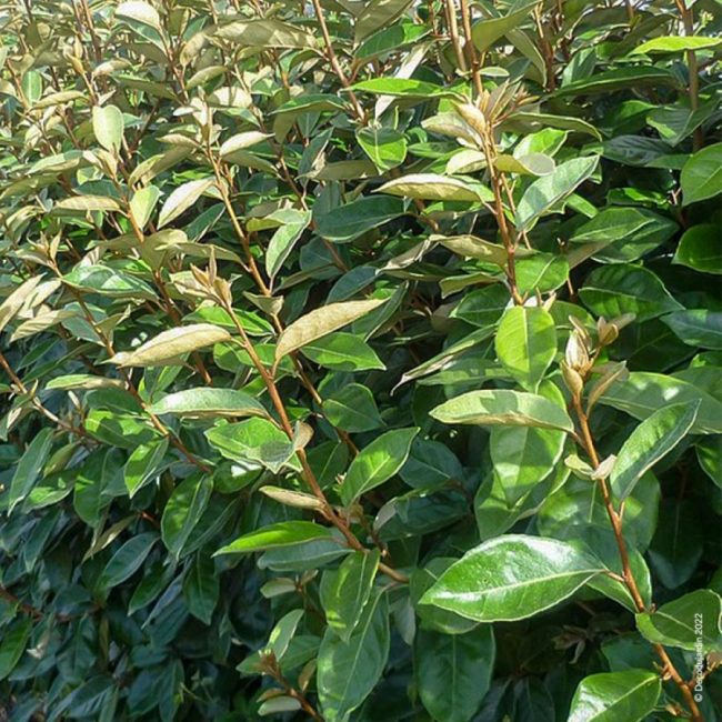 Chalef de Ebbing – Elaeagnus Ebbingei – Image 2