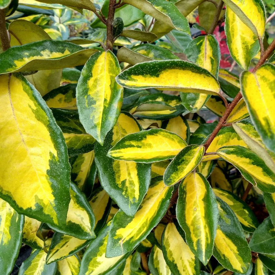 Chalef de Ebbing Doré – Elaeagnus Ebbingei 'Limelight' – Image 2