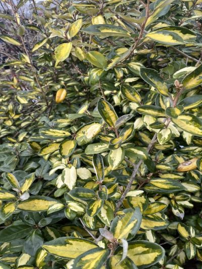 Chalef de Ebbing Doré – Elaeagnus Ebbingei 'Limelight'