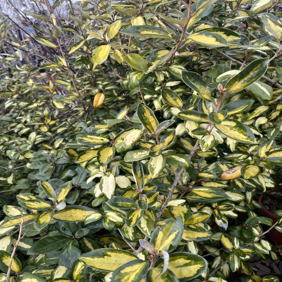 Chalef de Ebbing Doré – Elaeagnus Ebbingei 'Limelight'