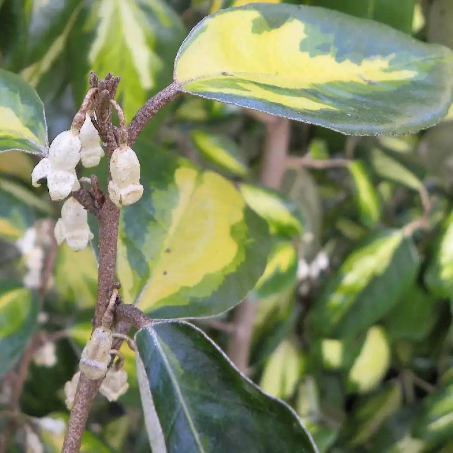Chalef de Ebbing Doré – Elaeagnus Ebbingei 'Limelight' – Image 3