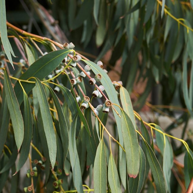 Eucalyptus (Variétés) – Image 5