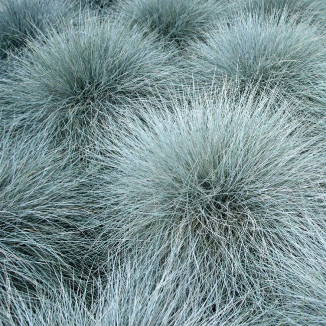 Fétuque Bleue – Festuca Glauca – Image 4