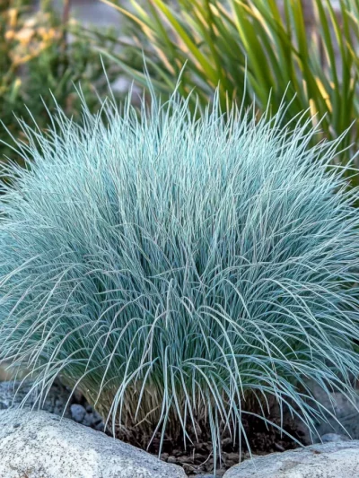 Fétuque Bleue – Festuca Glauca