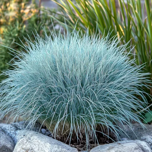 Fétuque Bleue – Festuca Glauca