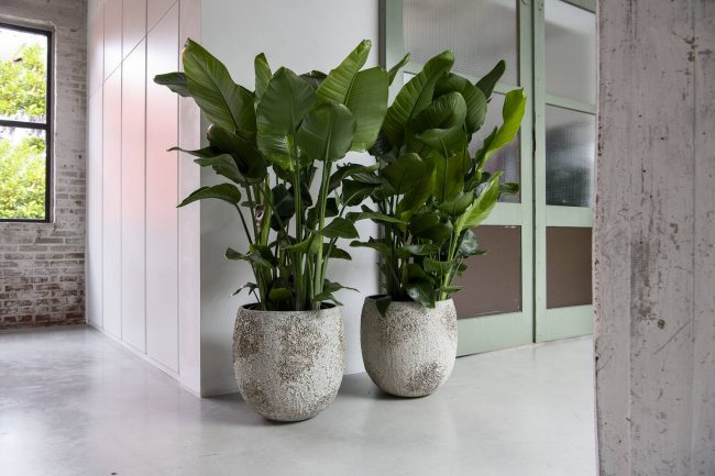 Gillard – Imperial White – Image 4