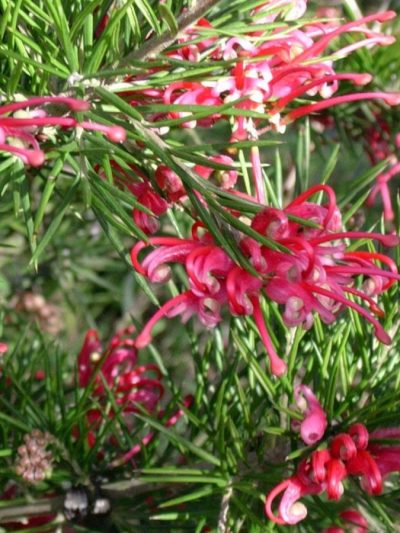 Grevillea (Variétés)