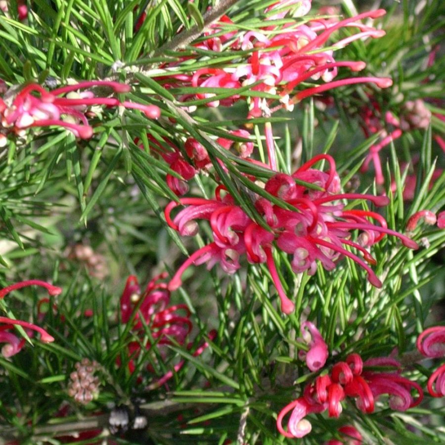 Grevillea (Variétés)