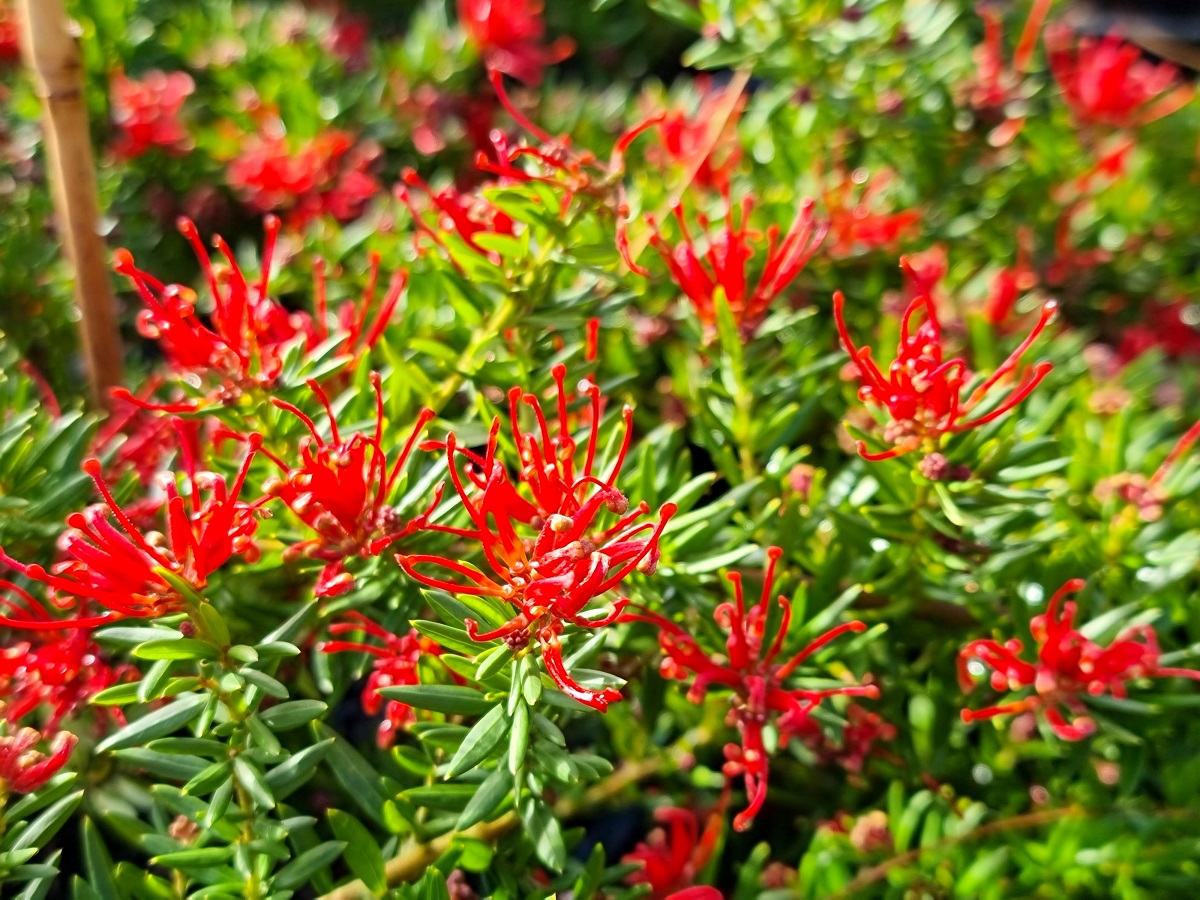 Grevillea (Variétés) – Image 2