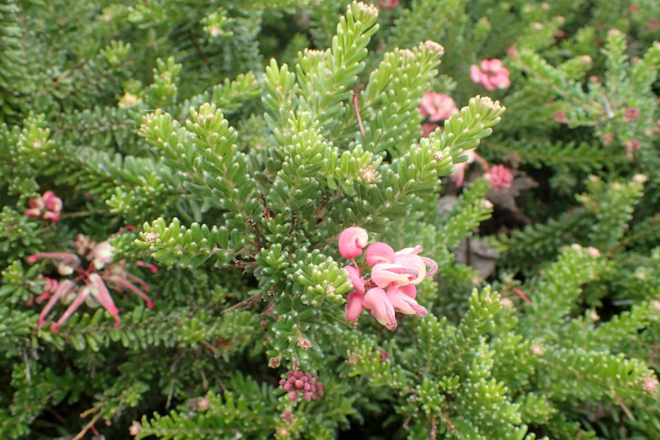 Grevillea (Variétés) – Image 3