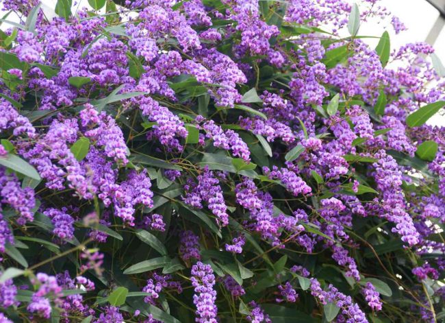 Glycine d’Australie – Hardenbergia Violacea – Image 4