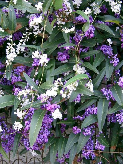 Glycine d’Australie – Hardenbergia Violacea
