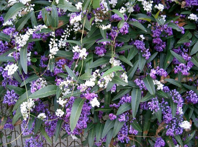 Glycine d’Australie – Hardenbergia Violacea