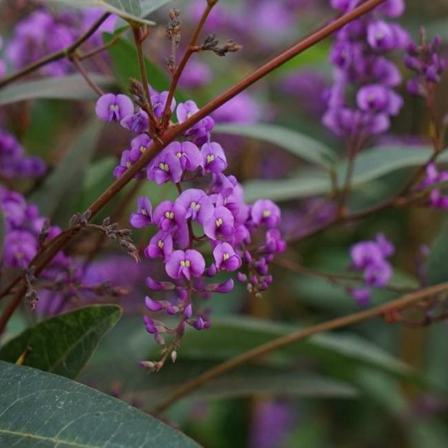 Glycine d’Australie – Hardenbergia Violacea – Image 2