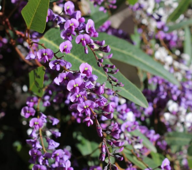 Glycine d’Australie – Hardenbergia Violacea – Image 3