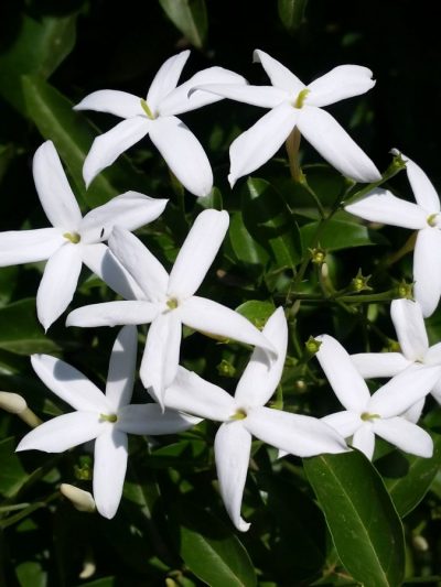 Jasmin – Jasminum (Variétés)