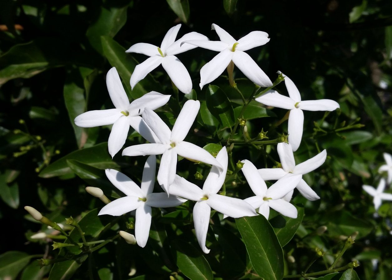 Jasmin – Jasminum (Variétés)