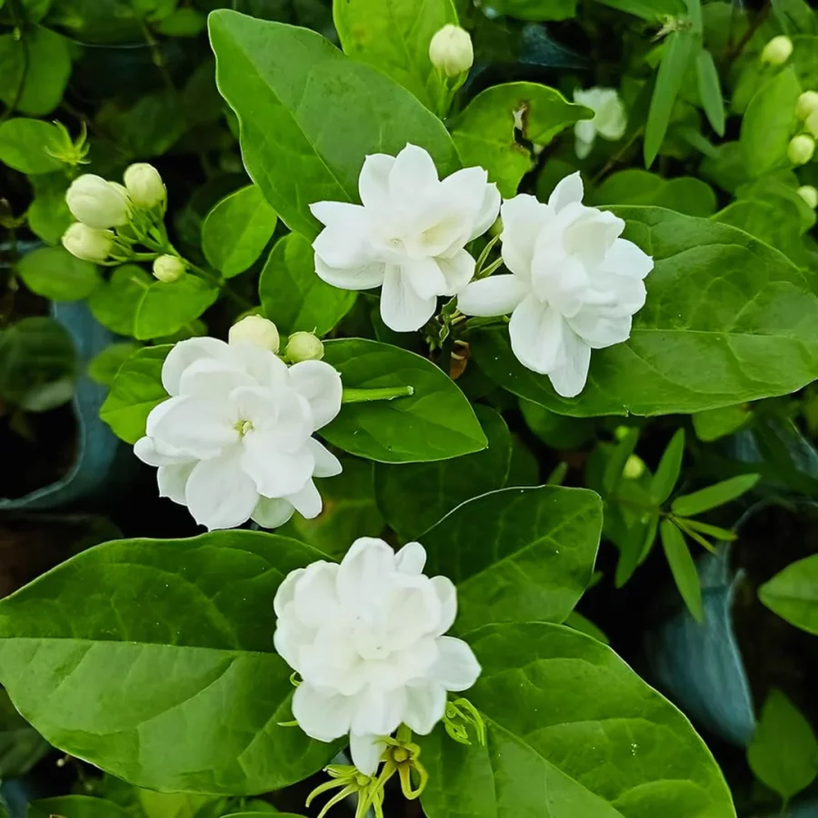Jasmin – Jasminum (Variétés) – Image 4