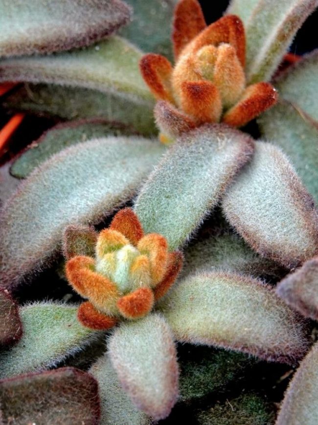 Kalanchoe Tomentosa – Image 3