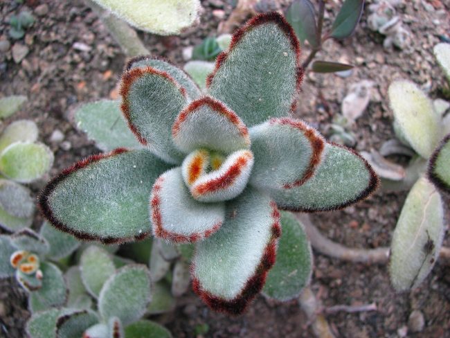 Kalanchoe Tomentosa – Image 2