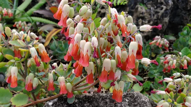 Kalanchoe 'Laxiflora' à Fleurs Pendantes – Image 2