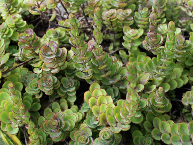 Kalanchoe 'Laxiflora' à Fleurs Pendantes – Image 3