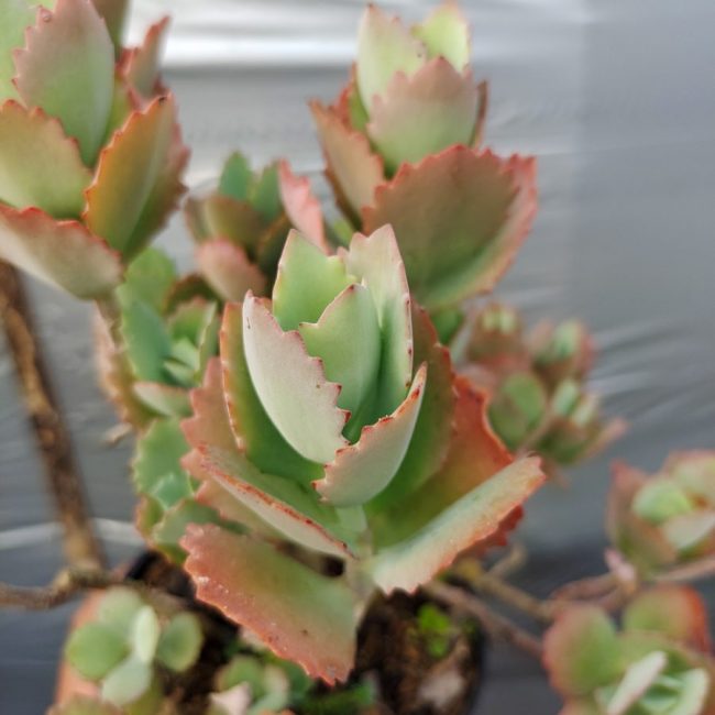 Kalanchoe 'Laxiflora' à Fleurs Pendantes – Image 4