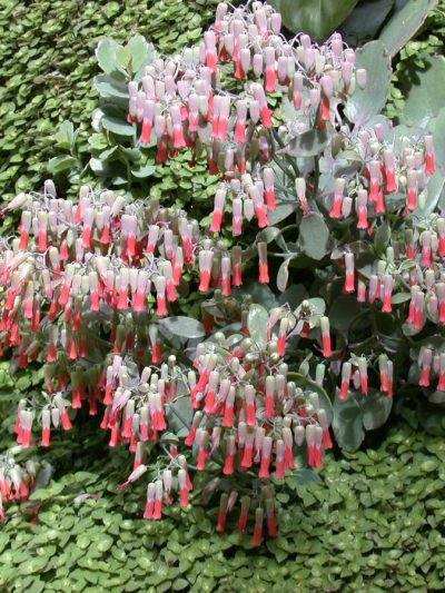 Kalanchoe 'Laxiflora' à Fleurs Pendantes