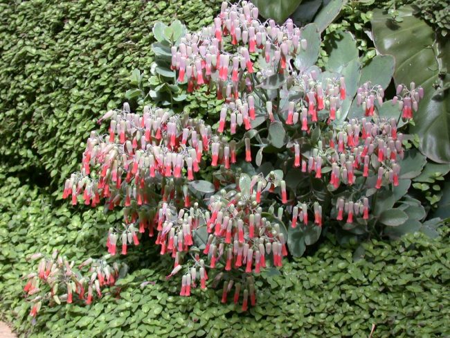 Kalanchoe 'Laxiflora' à Fleurs Pendantes