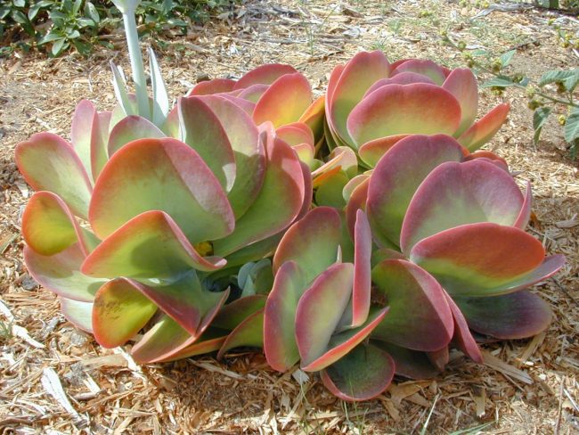 Kalanchoe Thyrsiflora – Image 4