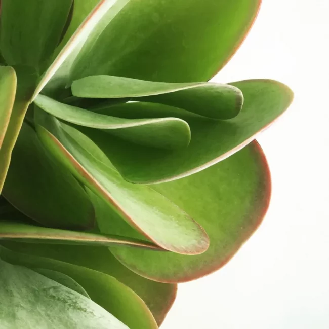 Kalanchoe Thyrsiflora – Image 2
