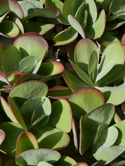 Kalanchoe Thyrsiflora