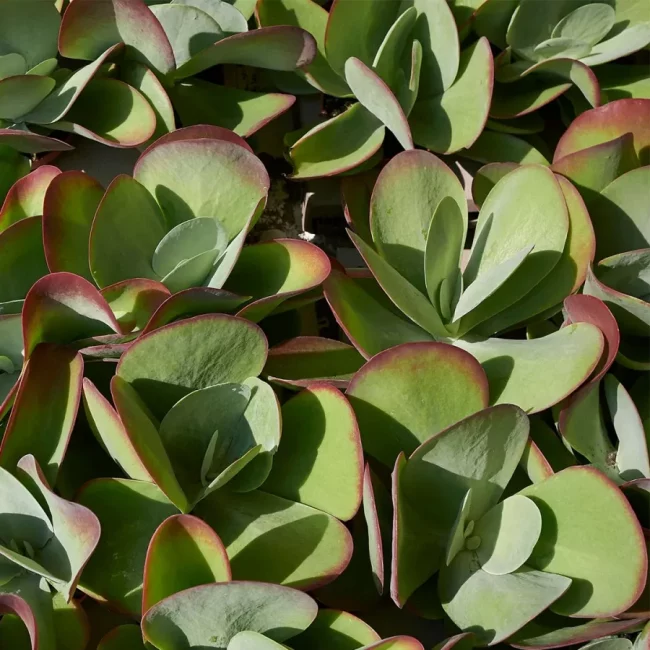 Kalanchoe Thyrsiflora