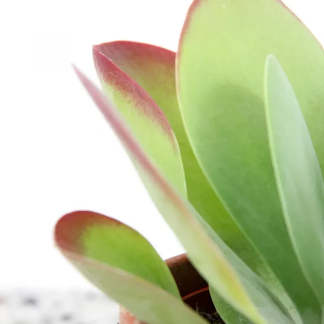 Kalanchoe Thyrsiflora – Image 3