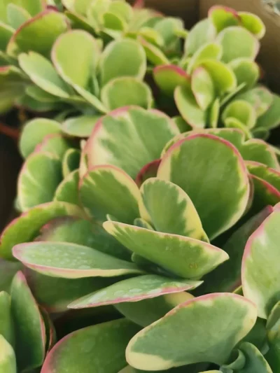 Kalanchoe Thyrsiflora 'Variegata'