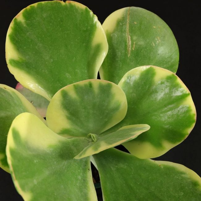 Kalanchoe Thyrsiflora 'Variegata' – Image 3