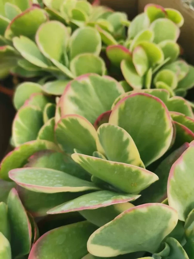 Kalanchoe Thyrsiflora 'Variegata'