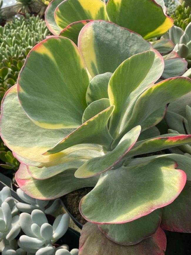 Kalanchoe Thyrsiflora 'Variegata' – Image 4